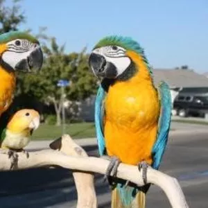 Oдома,  поднятые и зарегистрирован синих и золотых попугаи ара для прод