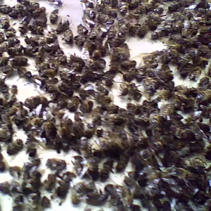 Пчелолечение -лечение продуктами медоносной пчелы.