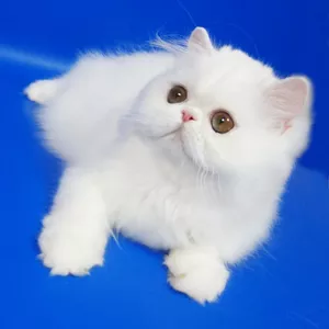 Персидский котенок белого окраса Фарис
