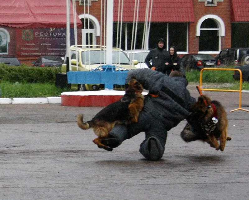Дрессировка собак в Омске 2