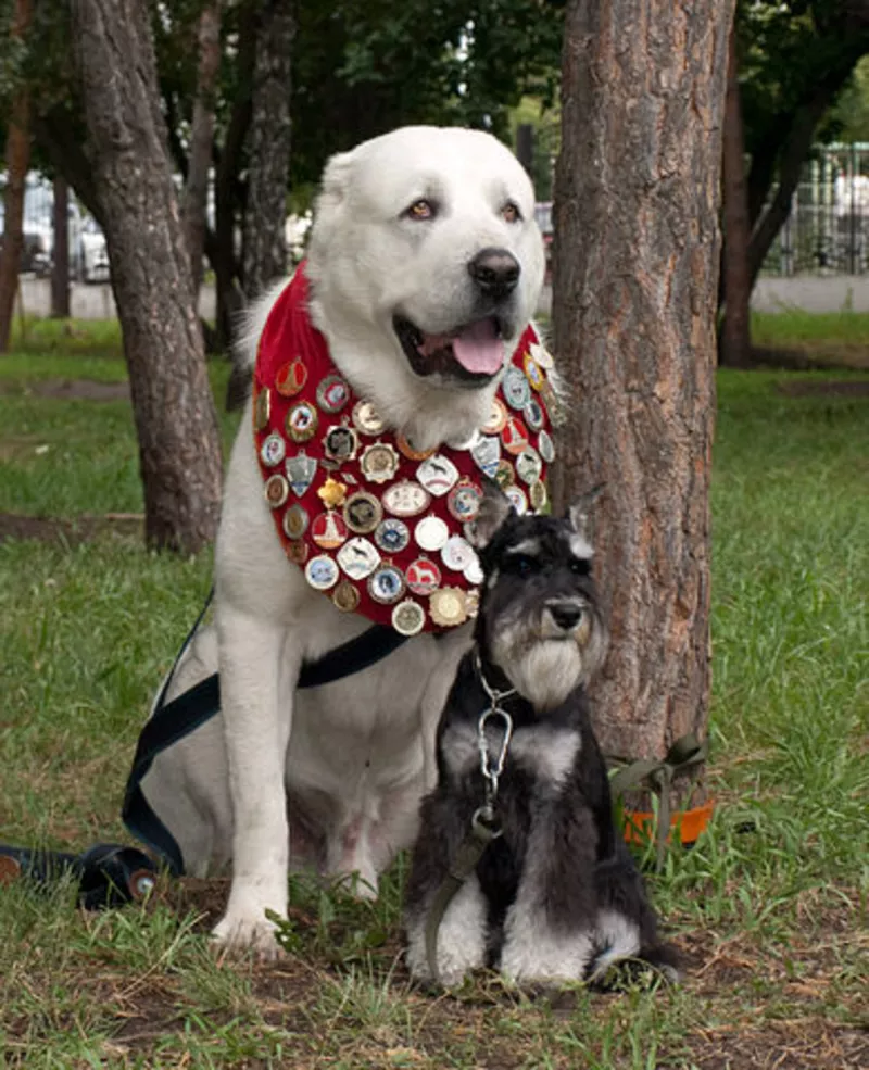 Дрессировка собак в Омске 4