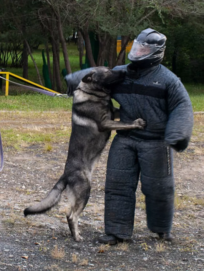 Дрессировка собак в Омске 5
