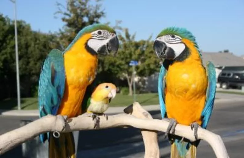 Oдома,  поднятые и зарегистрирован синих и золотых попугаи ара для прод