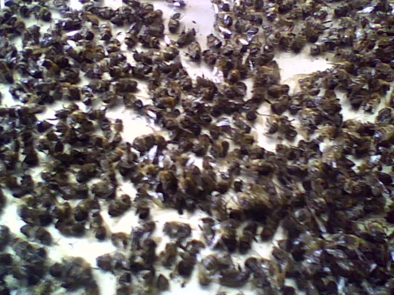 Пчелолечение -лечение продуктами медоносной пчелы.